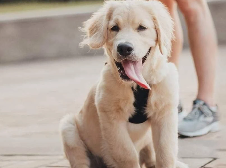 7 Signs Your Pet Is Bored