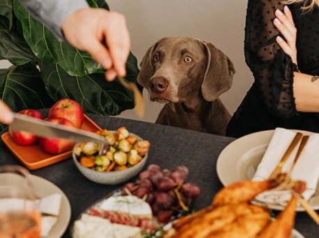 The Top 5 Reasons to Include Carrots In Your Dog's Diet