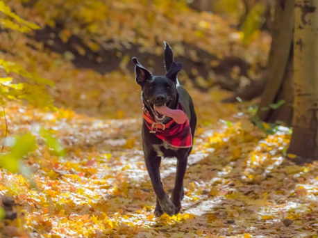13 Fall Activities to Do With Your Dog